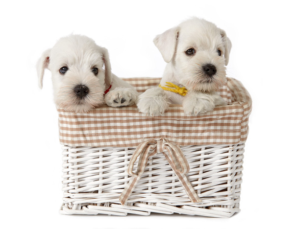 Cachorros blancos
 - Foto, imagen