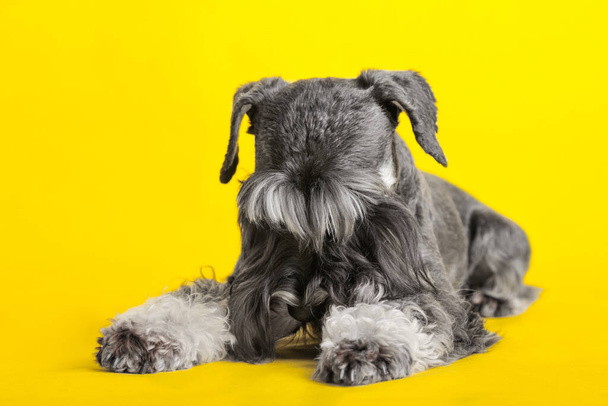 dog. miniature schnauzer. posing in the studio on a yellow background. executes the command to lie. - 写真・画像