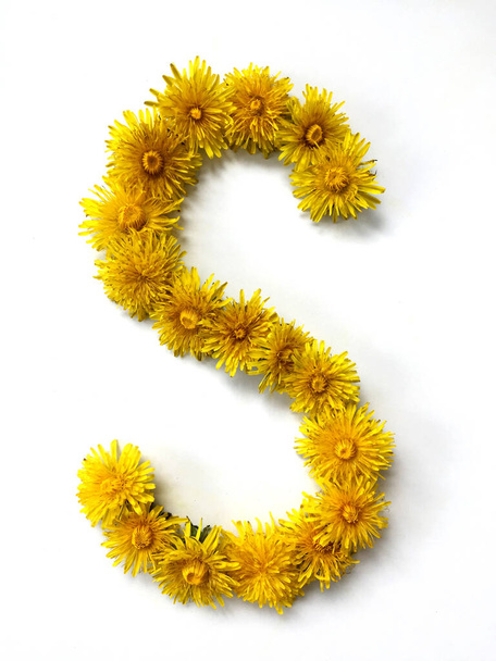 The letter S is made out of dandelion flowers on a white background - Photo, Image