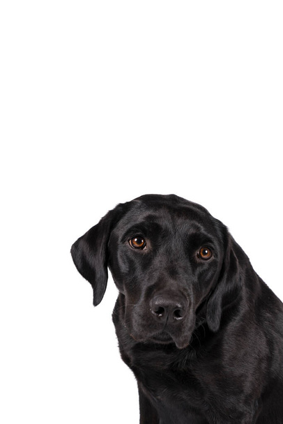 Portré a fejét egy női fekete labrador retriever kutya elszigetelt fehér alapon - Fotó, kép