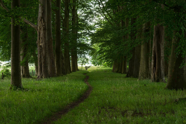 Perspective view of a small walking path leading through the wood with tall green berch trees on the side and a fence at the end in summer - Photo, Image