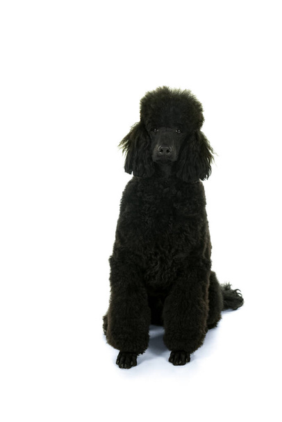 A black king poodle isolated in white - Foto, Imagem