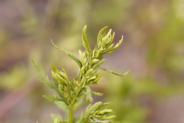 Folhas frescas de absinto anual, Artemisia annua
.  - Foto, Imagem