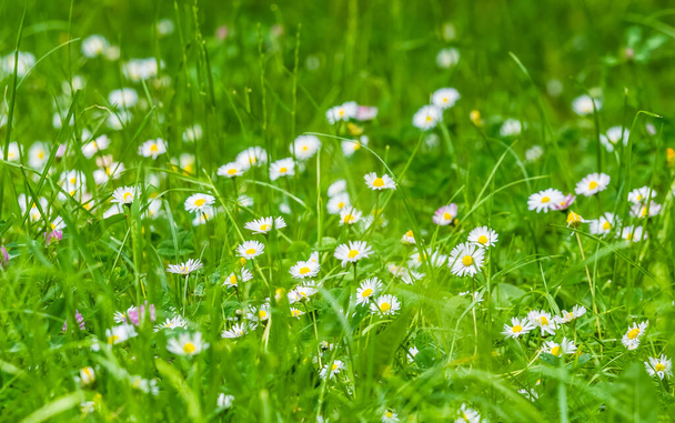 A meadow or field full of green grass and small yellow flowers. Blurred selective focus with Chamomiles or Matricaria recutita on a field. - Photo, Image