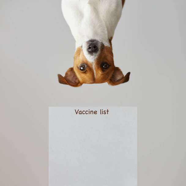 Porträt eines Hundes auf dem Kopf mit Impfinformationsformular für Hunde. Hundeimpfung. Impfschablone. Hund mit Plakat. Banner-Vorlage. Gutschein - Foto, Bild