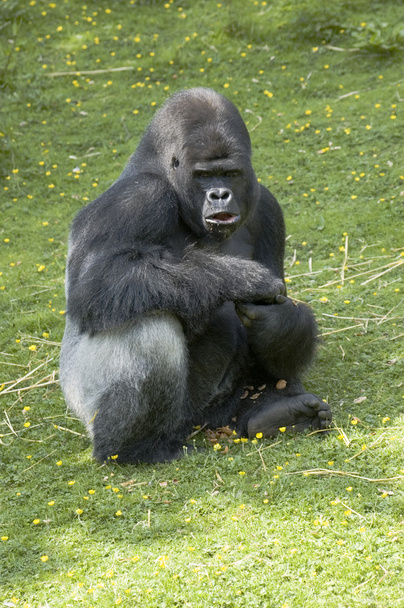 Gorila-prateado
 - Foto, Imagem