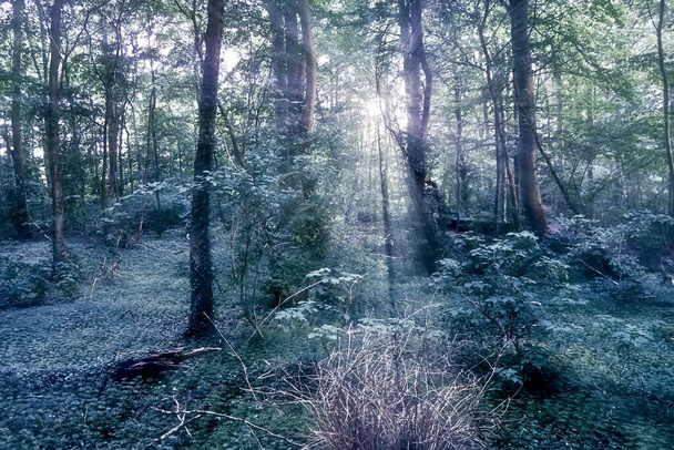 Geheimnisvoller Märchenblick in einen magischen dunkelblauen Wald mit einem weichen Bokeh und starken Lichtstrahlen - Foto, Bild