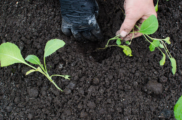 Tuinman 's handen planten een kool zaailing in de moestuin.De boer houdt kool zaailingen klaar voor het planten in het veld. landbouw, landbouw, groenten, agroindustrie. - Foto, afbeelding