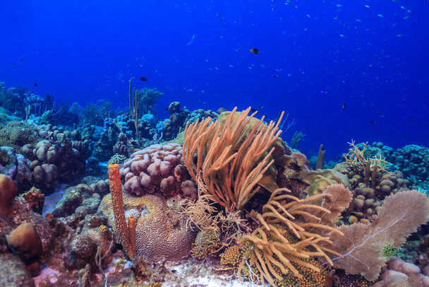 Karibisches Korallenriff vor der Küste der Insel Bonaire - Foto, Bild