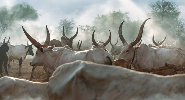 Afrikanische Rinder weiden auf der Weide - Foto, Bild