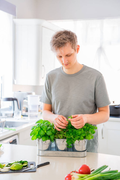 Man picking leaves of greenery during cooking. Home gardening on kitchen. Pots of herbs with basil, parsley, thyme. Home planting and food growing. Sustainable lifestyle, plant-based foods. Vertical. - Fotoğraf, Görsel
