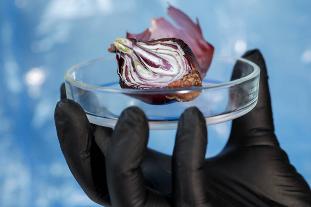 A hand in a black glove holds a petri dish with half dried onion. Green sprout from a dry bulb. Laboratory studies, gene modification. Close-up - Photo, Image