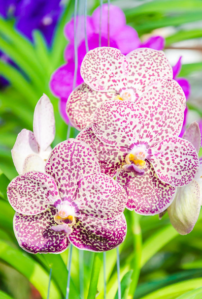 Орхидея
 - Фото, изображение