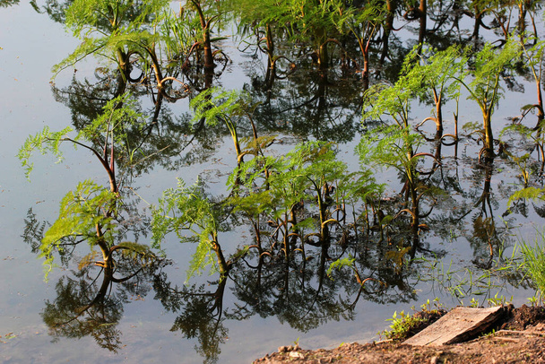 Hipérico de hoja fina (Oenanthe aquatica), una planta acuática joven venenosa, con reflejo en el agua
 - Foto, imagen