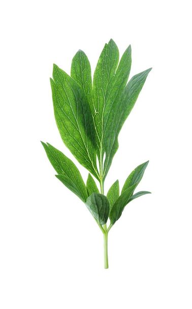 Fresh leaves of peony plant isolated on white - Фото, изображение