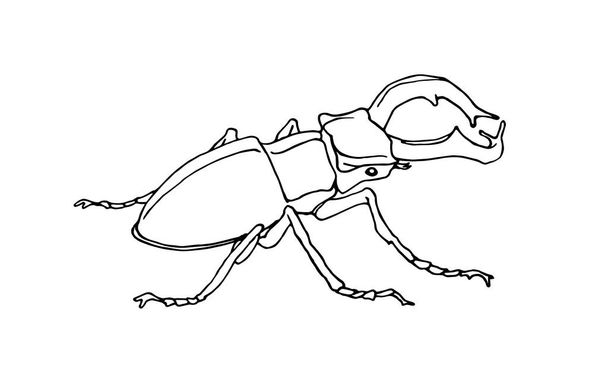 decorative stag beetle, lucanus male with horns, rare european insect, vector illustration with black contour lines isolated on a white background in hand drawn style - Vektör, Görsel