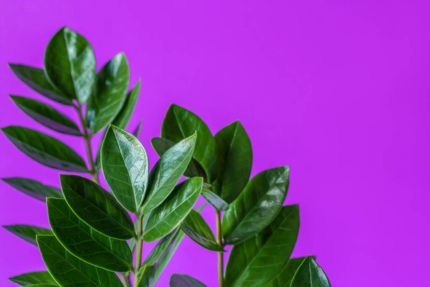 Houseplant Zamioculcas on purple background - Fotografie, Obrázek