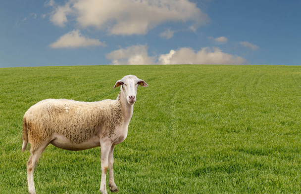 Uma ovelha na grama verde está olhando para a câmera
 - Foto, Imagem