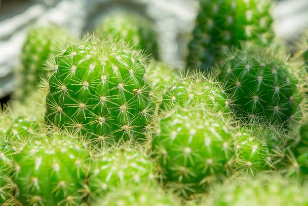 Выборочный фокус кактуса в горшке с теплым светом на размытом фоне
 - Фото, изображение