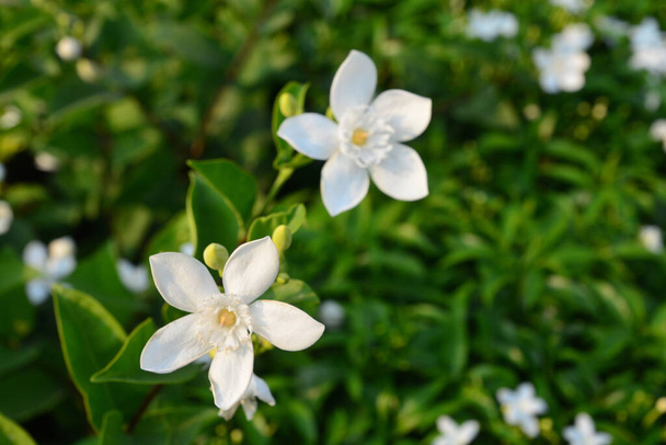 Flor blanca floreciente de la flor blanca de Inda o flor antidysenterica de Wrightia
 - Foto, Imagen