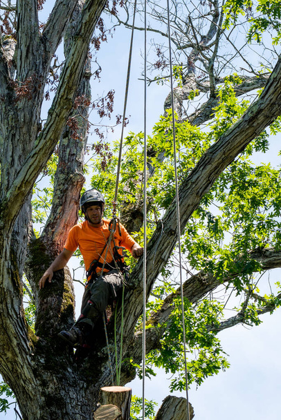 ノースカロライナ州で死んだ枝を切断木に登るオレンジのシャツの労働者 - 写真・画像