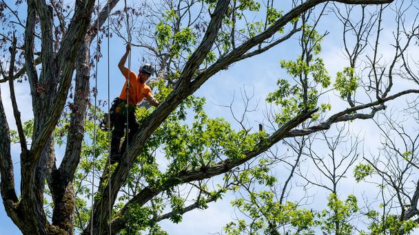 Narancssárga inges munkás, aki fára mászik és levágja Észak-Karolinában a halott ágakat. - Fotó, kép