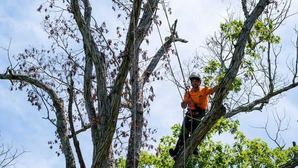Trabalhador em camisa laranja escalando na árvore cortando ramos mortos na Carolina do Norte
 - Foto, Imagem