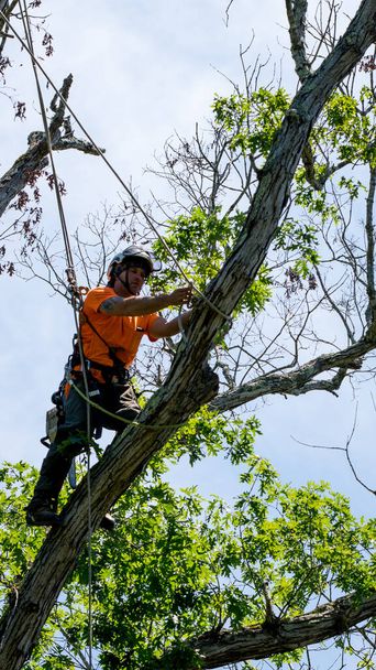 ノースカロライナ州で死んだ枝を切断木に登るオレンジのシャツの労働者 - 写真・画像
