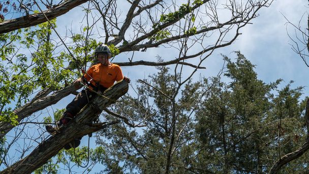 Trabalhador em camisa laranja escalando na árvore cortando ramos mortos na Carolina do Norte
 - Foto, Imagem