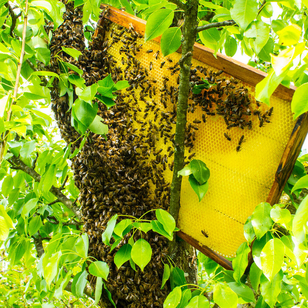 A méhrajt egy fatörzsön helyezkedik el.Ez bonyolítja az eltávolításának folyamatát, hogy azt követően a kaptárban helyezzék el.. - Fotó, kép