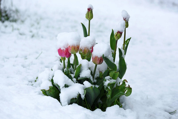 Winter is terug - Op de foto zijn tulpen in het voorjaar met sneeuw - Foto, afbeelding
