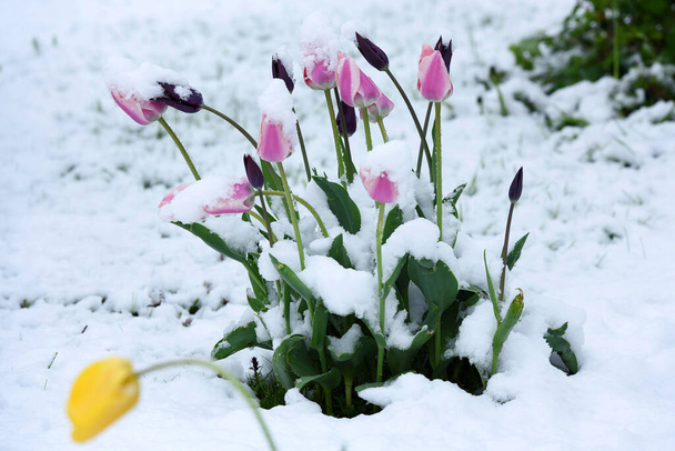 A tél visszatért - A képen tavasszal tulipánok hóval - Fotó, kép