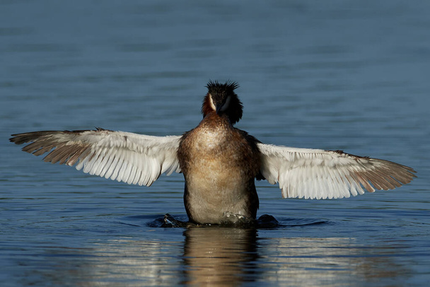 Great crested grebe (Podiceps cristatus) in its natural habitat in Denmark - Photo, Image