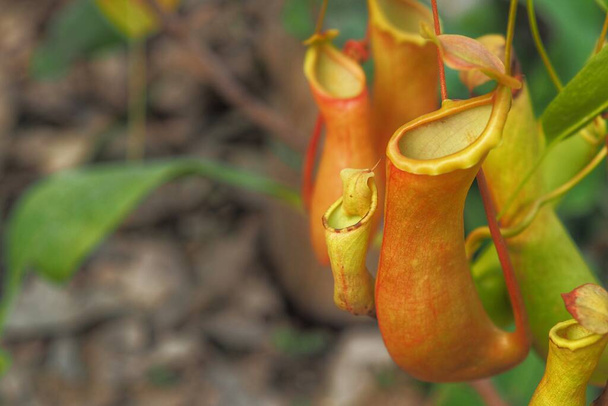Trópusi korsó növények vagy másolóhellyel rendelkező Nepenthes. - Fotó, kép