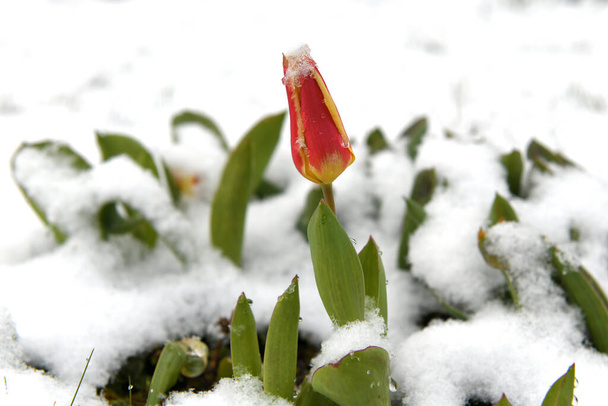 Ανοιξιάτικη χιονόπτωση με λουλούδια και άνθη - Φωτογραφία, εικόνα