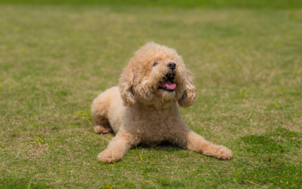 犬のプール緑の芝生の上に座る - 写真・画像