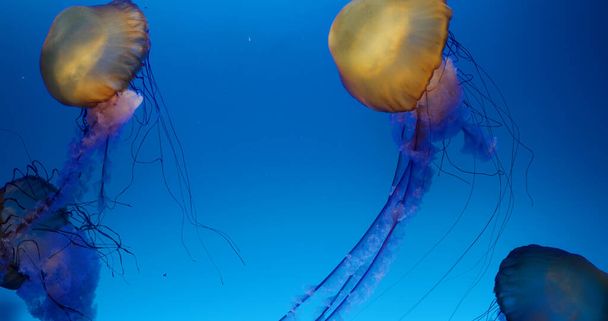 Jelly fish swim in water tank - Fotoğraf, Görsel