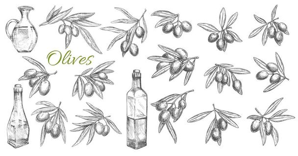 Oliven und Ölflaschen isolierten Vektorskizzen-Symbole. Zweige, Blätter und Olivenfrüchte eingravierte Symbole. Küchenölkrug, mediterrane Küche Gewürze Gestaltungselemente, handgezeichnete Vektorskizze - Vektor, Bild