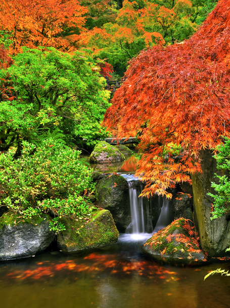 Jardín de otoño - Foto, imagen
