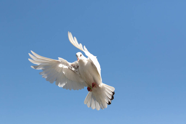 相手に飛んでいる白い羽鳩澄んだ青い空 - 写真・画像
