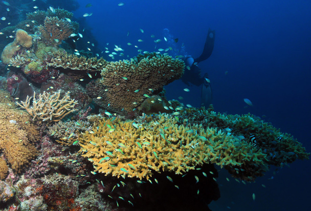 recifes de coral - Foto, Imagem