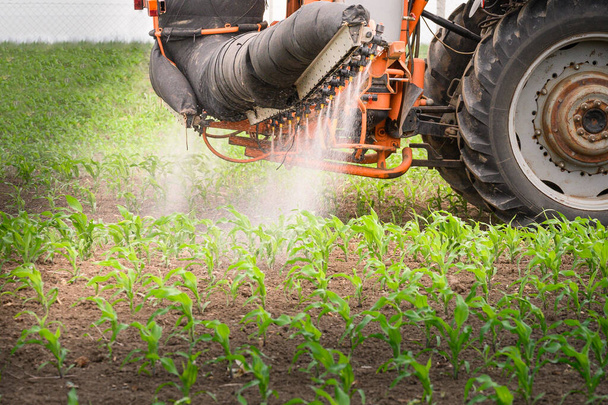 Ciągnik opryskujący pestycydy na polu kukurydzy opryskiwaczem wiosną - Zdjęcie, obraz