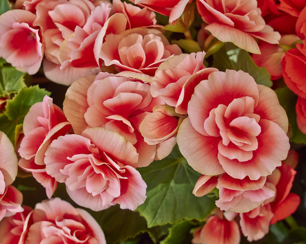 Fleurs rose bégonia
 - Photo, image