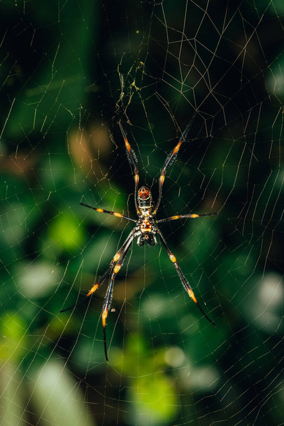 Big Spider On Web Esperando a su presa con hojas verdes borrosas en el fondo
. - Foto, imagen