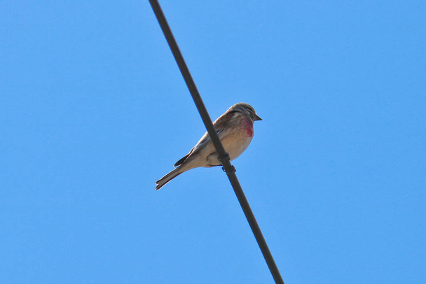 Un pájaro Redpoll común macho (Acanthis flammea) se sienta en cables contra un cielo azul. Primer plano
. - Foto, imagen