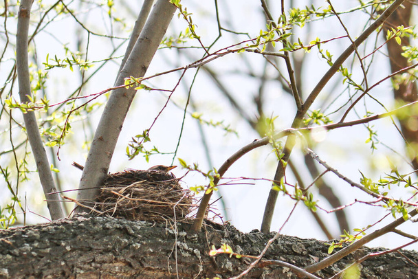 Une femelle de terrain assise dans un nid pond des œufs. Prendre soin de la progéniture. Printemps
 - Photo, image