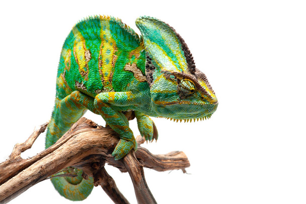 The Veiled Chameleon sitting on a branch isolated on white background - Φωτογραφία, εικόνα