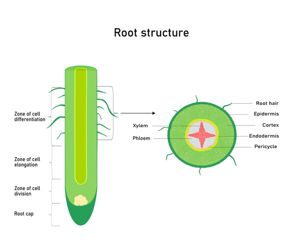 Diagramme montrant la structure des racines Anatomie des plantes. Illustration vectorielle - Vecteur, image