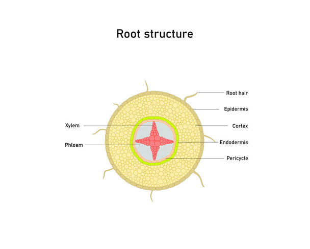 根の構造、植物の断面。ベクトル図 - ベクター画像