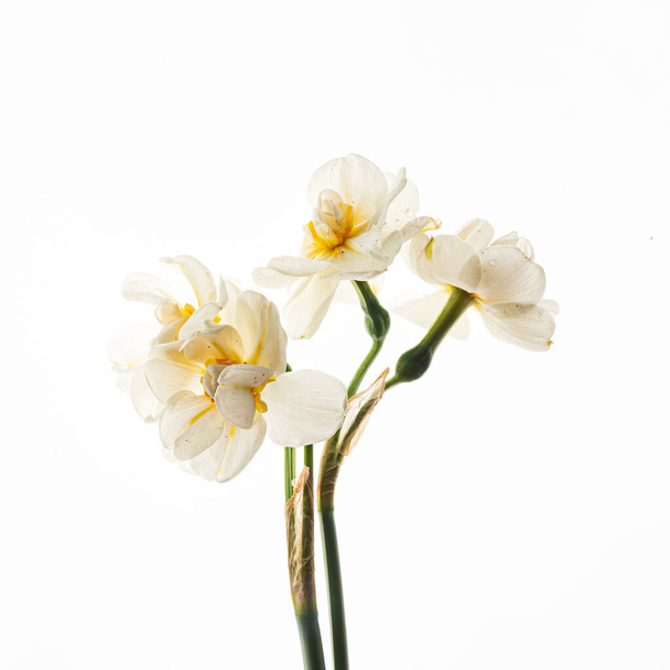 flowers on the white background - Valokuva, kuva